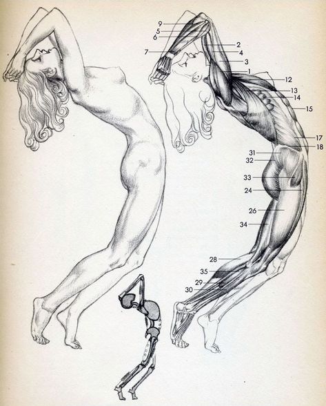 Anatomy Tutorial, Anatomy Sketches, Anatomy Poses, Anatomy For Artists, Body Anatomy, Female Anatomy, Anatomy Drawing, Figure Drawing Reference, Body Drawing