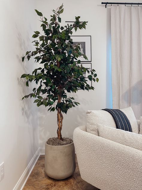 Shop Nearly Natural 6ft. Ficus … and other curated products on LTK, the easiest way to shop everything from your favorite creators. Faux Ficus Tree, Ficus Tree, Cement Planters, Faux Tree, Artificial Tree, Nearly Natural, First Home, Women's Shoes, Porter