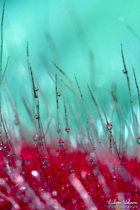 All sizes | Turquoise Dream | Flickr - Photo Sharing! Aqua Color Schemes, Red And Turquoise, Color Turquesa, Design Seeds, Dew Drops, Red And Teal, Red Turquoise, Color Psychology, Aqua Turquoise