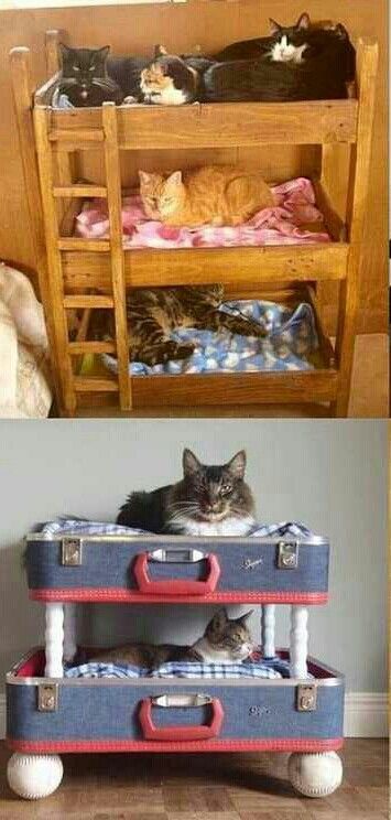 Cat Bed Suitcase, Cat Bunk Beds Diy, Cat Crate Bed, Homemade Cat Beds, Cat Bunk Beds, Animal Furniture, Diy Cat Bed, Kitten House, Cat Crate