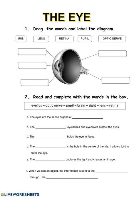 Reading Games For Kids, Human Body Worksheets, Human Body Organs, Eye Anatomy, Parts Of The Eye, The Human Eye, 4th Grade Science, Science Articles, Human Body Systems