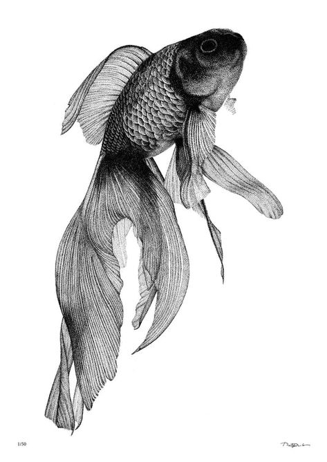 Nester Formentera, Goldfish Tattoo, Koi Dragon, Stippling Art, Cat Tattoos, Tattoo Style Drawings, Beautiful Sea Creatures, Bleach Art, Dark Art Drawings