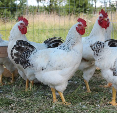 Delaware Chickens - Google Search would love to have some of these. Delaware Chickens, Animal Tips, Types Of Chickens, Fancy Chickens, Alabama Travel, Alaska Vacation, Mushroom Powder, Farm Boys, Farms Living