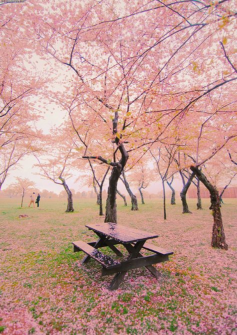 #HelloAutmn We've missed you! #PrettyLiving Spring Trees, Wow Photo, Cherry Blossom Tree, Beautiful Sights, Blossom Trees, A Picnic, Outdoor Tables, Faded Glory, Beautiful Tree