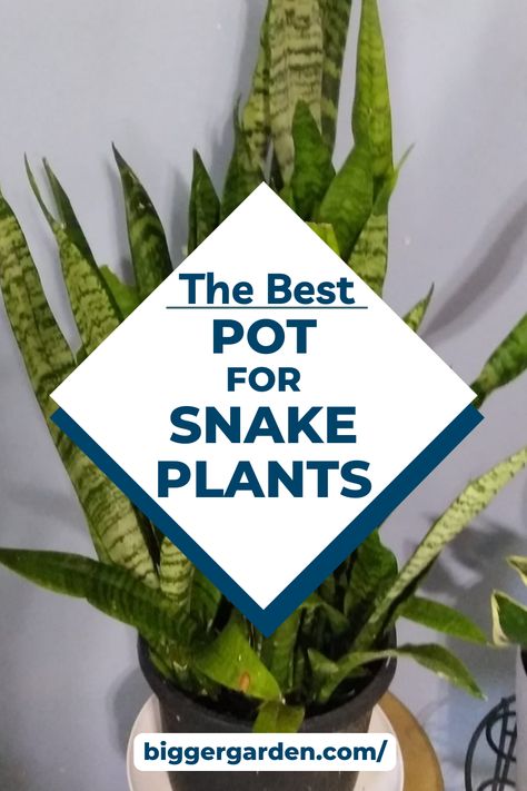 Elevate your indoor oasis with our essential guide to choosing the perfect pot for your snake plants. From size to style, we'll show you how to create an environment where your green friends can truly thrive. Ready to level up your plant game? Click to read more and join our community for regular gardening inspiration! Snake Plants In Pots, How To Plant Indoor Plants Pots, Snake Plant Blooming, How To Plant Snake Plant In A Pot, Best Pot For Snake Plant, Best Pots For Indoor Plants, Snake Plant Flowers, Pots For Snake Plants, Rooting Snake Plant In Water