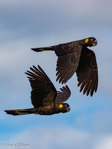 Yellow Tail Black Cockatoo Tattoo, Black Cockatoo Illustration, Australian Bird Photography, Native Australian Birds, Black Cockatoo Tattoo, Cockatoo Tattoo, Fake Taxidermy, Love Birds Pet, Banknotes Design