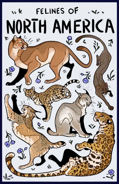 Different Types Of Animals, Cat Anatomy, Big Cats Art, Warrior Cats Art, Types Of Animals, Creature Drawings, Warrior Cat, Creature Concept Art, Animal Sketches