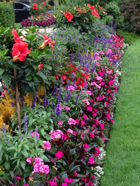 Hibiscus, standards, geraniums, sunshine impatiens, sweet alyssum.  Niagara-on -the-Lake. Hibiscus Garden Landscaping Front Yards, Hibiscus Garden Landscaping, Uređenje Dvorišta, Home Gardening Ideas, Hibiscus Garden, Sweet Alyssum, Annual Garden, Shade Garden Plants, Garden Decor Ideas