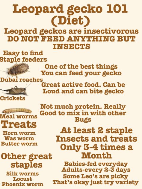 What Do You Need For A Leopard Gecko, Leaped Gecko Tank, Leopard Gecko Habitat Ideas Cute, Leopard Gecko Feeding Chart, Leopard Gecko Safe Plants, Leopard Gecko Food List, Leopard Gecko Facts, Leopard Gecko Feeding Schedule, Leopard Gecko Tips