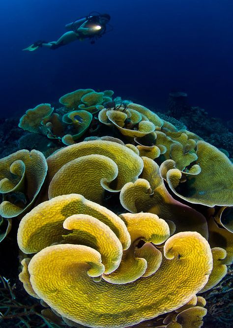 Yellow-cabbage coral photo by Noam Kortler Creature Marine, Bawah Air, Cnidaria, Fauna Marina, Photo Animaliere, Life Under The Sea, Beneath The Sea, Sea Anemone, Underwater Photographer