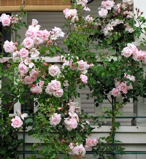 Rosa 'New Dawn' New Dawn Climbing Rose, Spirea Shrub, Pink Fragrance, Climbing Rose, Garden Arbor, Growing Roses, Outdoor Flowers, Summer Plants, Free Plants