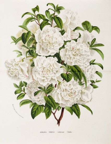 White Azaleas, Map Room, White Azalea, Missouri Botanical Garden, Print Map, Vintage Botanical Prints, Lithograph Print, Botanical Drawings, Vintage Botanical