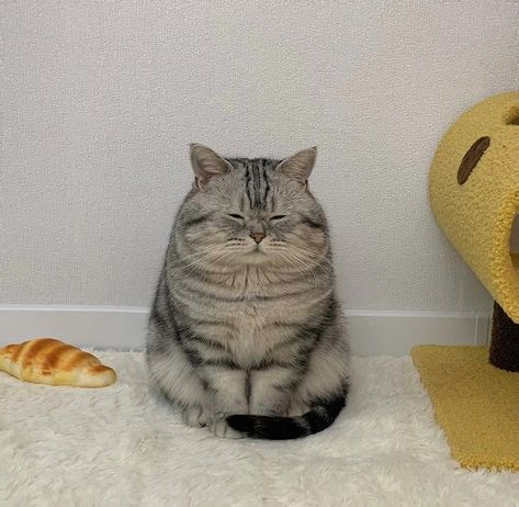 Chubby cat🥖 - - - cr:xiaotangyuanzi/xhs #Kitten #chubbycat #chubbycats #catlover #catlife #cats #catsofinstagram #cat | Instagram Haiwan Lucu, Cute Little Kittens, Silly Cats Pictures, Owning A Cat, Pet Hacks, Cat Aesthetic, صور مضحكة, Funny Cute Cats, Cute Cats And Dogs