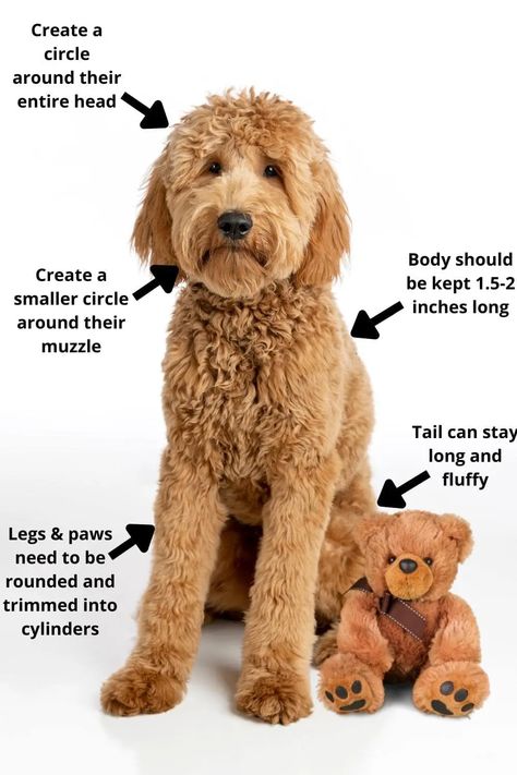 Teddy Bear Haircut Labradoodle, Male Goldendoodle Haircut, Goldendoodle Grooming Styles Teddy Bears, Teddy Bear Face Dog Grooming, Doodle Puppy Haircut, Goldendoodle Haircuts Teddy Bears, Bernedoodle Teddy Bear Haircut, Double Doodle Haircuts, Grooming Goldendoodle At Home