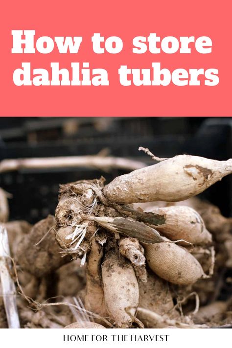 How to store dahlia tubers When To Dig Up Dahlia Bulbs, How To Divide Dahlia Tubers, Dahlia Winter Storage, Saving Dahlia Tubers, How To Store Dahlias For Winter, Storing Dahlias For Winter, Storing Dahlia Tubers, Dahlia Tuber Storage, When To Plant Dahlia Bulbs