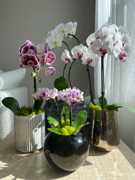 Orchid Living Room, Orchid Home Decor, Orchid Bedroom, Pink Orchids Centerpiece, Orchid Interior Design, Orchid Decor, Orchid Interior, Silk Orchids Arrangements, Indoor Orchids