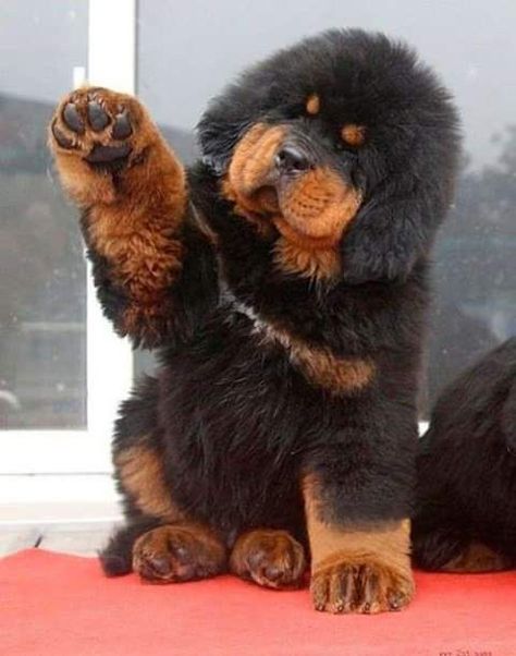 Tibetan Mastiff Puppy, Tibetan Mastiff Dog, Big Fluffy Dogs, Pet Anime, Giant Dog Breeds, Expensive Dogs, Dog Breeds List, Big Dog Breeds, Tibetan Mastiff