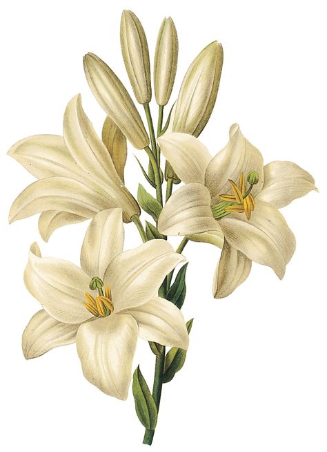 Scrapbook Inspo, White Lily Flower, Logo Fleur, Easter Lily, Vintage Flower Prints, Illustration Botanique, Poster Background, Lukisan Cat Air, White Lilies