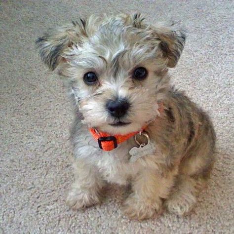 30 Schnauzers Mixed With Poodle | Page 3 of 7 | The Paws Biewer Yorkie, Smelly Dog, Schnauzer Mix, Poodle Mix, Cute Animal Pictures, Hamsters, Small Dog, Little Dogs, Beautiful Dogs