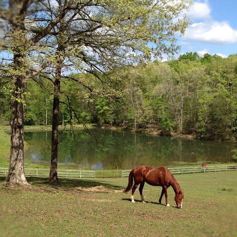 Stroker the Quarter Horse at Serenity North Farm, NC.  I love it here. Farm Property, Wild Horses Running, Dream Farm, Future Farms, Rural Living, Virginia Homes, Horse Farm, Horse Ranch, Farm Barn