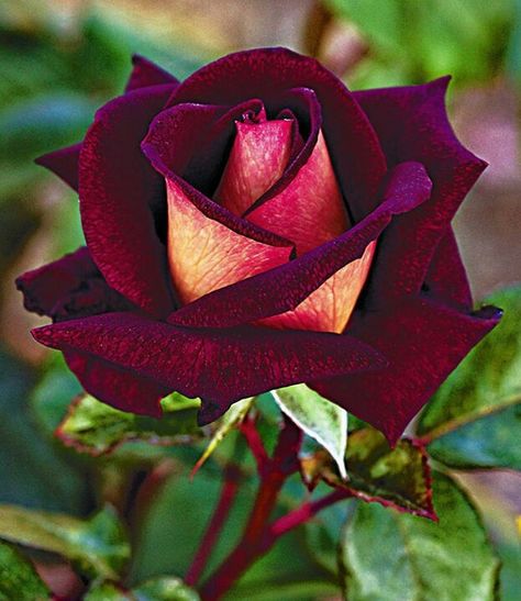 rose Rose Belle, Rare Roses, Bonsai Flower, Rose Seeds, Belle Rose, Rainbow Roses, Hybrid Tea Roses, Rare Flowers, Beautiful Rose Flowers