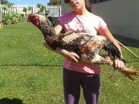 This is the biggest chicken I've ever seen! Live Chicken, Plant Insects, Biggest Chicken, Game Fowl, Fancy Chickens, Beautiful Chickens, Chickens And Roosters, Chicken Breeds, Pet Chickens