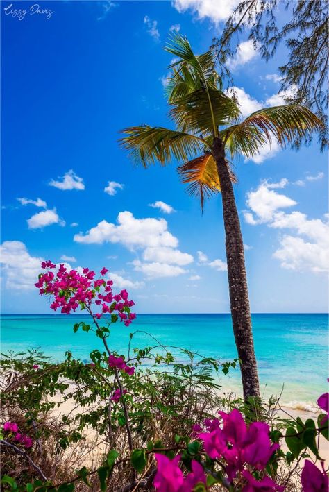 Overlooking the Caribbean Sea from Mullins Beach in Barbados. Barbados Aesthetic, Barbados Beach, Barbados Beaches, Continents And Countries, Perfect Beach Day, Christmas Cruise, Christmas Cruises, Palm Tree Sunset, Beach Flowers