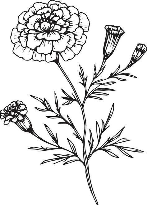 Black And White Wildflower Drawing, Marigold Flower Bouquet, Marigold Outline, Flower Bouquet Drawings, Flower Free Printable, Marigold Flower Drawing, Marigold Drawing, October Flower Tattoo, Drawing October