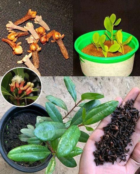 Clove Plant, Seeds Planting, Design Garden Ideas, Cloves Spice, Bell Pepper Recipes, Healthy Strawberry, Growing Potatoes, Grandmas Recipes, Wedding Garden