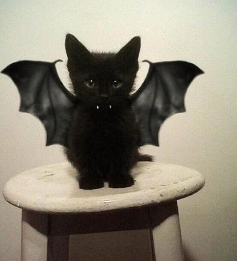 Vampire Kitten | The 60 Greatest Pet Costumes EVER | Halloween | Winston's Pick | Pet Costumes | SampleHouse Haiwan Comel, Vampire Cat, Cele Mai Drăguțe Animale, Koci Humor, Söt Katt, Siamese Kittens, Black Kitten, Pet Costumes, Pusheen