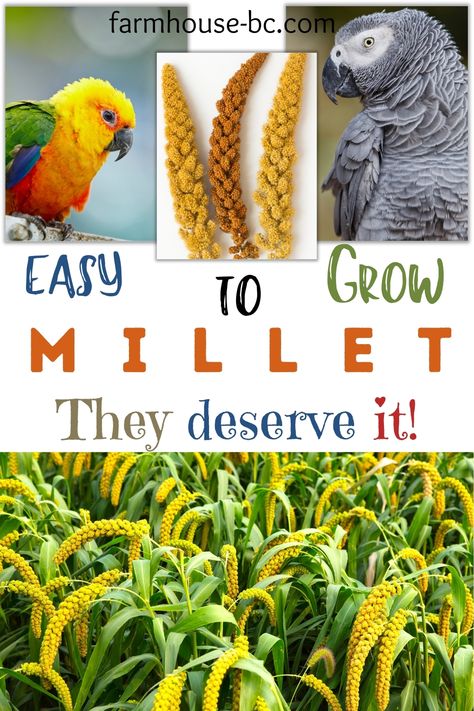 Corn Husk Bird Toy, How To Grow Millet, Parakeet Chop Recipes, Cockatiel Enrichment, Parakeet Enrichment, Growing Millet, Diy Bird Toys Parakeets, Birdie Bread, Harlequin Macaw