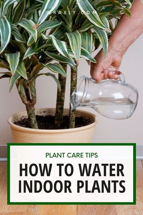 Onion Water For Plants, Water Indoor Plants, Dracaena Marginata, Can Water, Dracaena Plant, Plant Care Tips, Watering Plants, Plant Watering, Organic Mulch