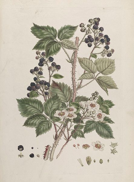 Miller displays a branch of blackberries at different stages of development to give a fuller picture of the plant's lifecycle. Blackberry Illustration, Blackberry Tattoo, Early Humans History, Blackberry Bramble, Growing Blackberries, Blackberry Picking, Young Rabbit, John Miller, Branch Tattoo