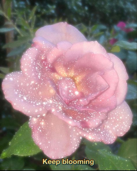 Magical pink rose Beautiful Aura Aesthetic, Soft Pink Flowers Aesthetic, Flower Therapy, Pink Vibes, Ethereal Art, Pink Princess, Just Girly Things, Divine Feminine, Pretty Words