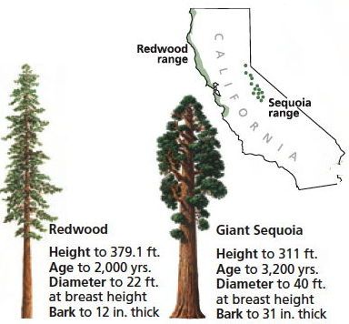 Tree Lady, Plants 101, Sequoiadendron Giganteum, Sequoia Sempervirens, Muir Woods National Monument, Coast Redwood, Coastal Redwood, Park Project, Bald Cypress