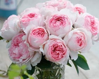 Japanese Rose, Pink Fragrance, Fragrant Roses, Rose Plant, Types Of Roses, Shrub Roses, Heart Rose, Rose Fragrance, Planting Roses