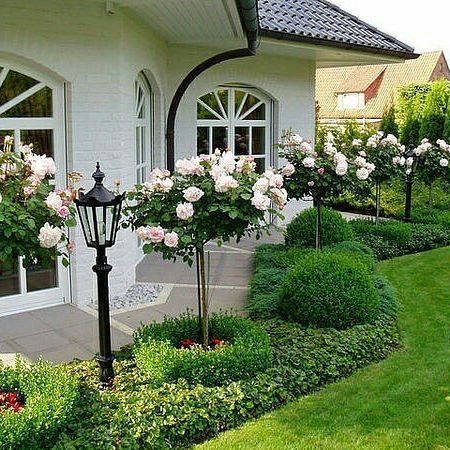 Ideas Ecologicas, Rose Topiary, Topiary Garden, Front Landscaping, Front House Landscaping, Landscaping Tips, House Landscape, Front Yard Landscaping Design, Rose Garden