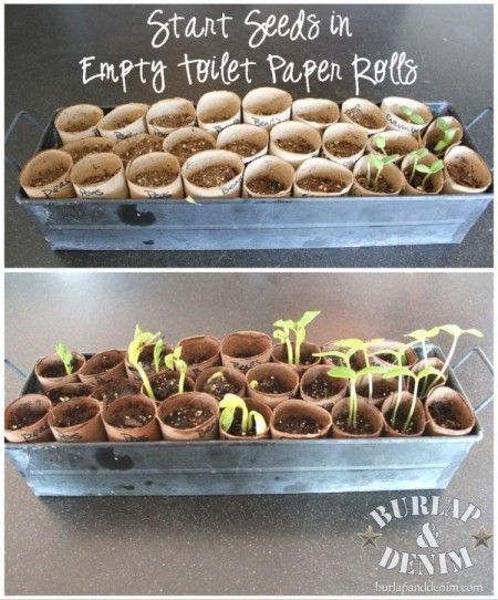 OH idea to recycle AND start my seeds? YES PLEASE! If I cant get a newspaper pot maker this is plan b! Reuse Toilet Paper Rolls, Gemüseanbau In Kübeln, Seed Starters, Plants Growing, Seed Starter, Toilet Paper Rolls, Mustard Seeds, Cardboard Tubes, Paper Rolls