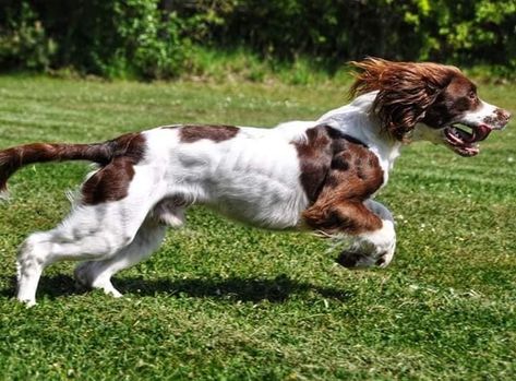 Working Springer Spaniel, Working Terrier, Working Spaniel, Fit Dogs, Disabled Dog, Cute Dog Pictures, English Springer, English Springer Spaniel, Pretty Dogs