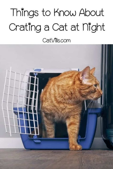 Are you wondering if you can crate a cat at night and when it's fine to do this? Here are 11 things every cat parent needs to know. Keep on reading! Diy Cat Kennel Indoor, Cat Crate Bed, Cat At Night, Cat Cages Indoor, Cat Crate, Cat Kennel, Sick Cat, Colorful Hairstyles, Cat Cages