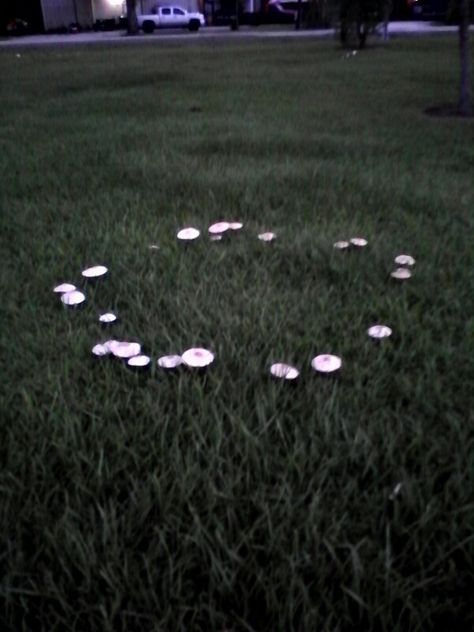 Mushroom Circle Aesthetic, Fairy Circle Mushrooms, Circle Of Spores Druid Aesthetic, Fungi Spores, Faerie Circle, Dusk Court, Mushroom Circle, Coraline Cat, Weird Aesthetic