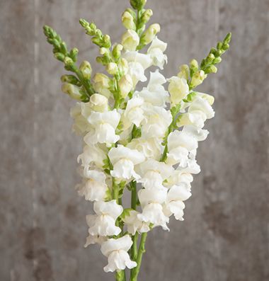 Potomac White Snapdragon Snapdragon Flowers, Flowers For You, Edible Flowers, Flower Farm, Types Of Flowers, Flower Seeds, Summer Flowers, Garden Seeds, Cut Flowers