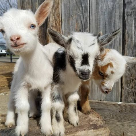 Dog Farm, Baby Farm Animals, Baby Goat, Funny Farm, Cute Goats, Barnyard Animals, Baby Goats, Cute Animal Photos, Cute Animal Pictures