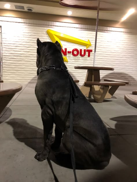 Kennel Training A Puppy At Night, Dog Aesthetic Black, King Corso Dog, Black Cane Corso Aesthetic, Huge Cane Corso, Large Black Dog, Cane Corso Puppies, Rare Dogs, Cane Corso Dog