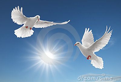 Two pigeons Stock Images Doves Flying, Vogel Gif, Dove Release, Dove Images, Dove Pictures, Pigeon Bird, Dove Bird, White Dove, Peace Dove