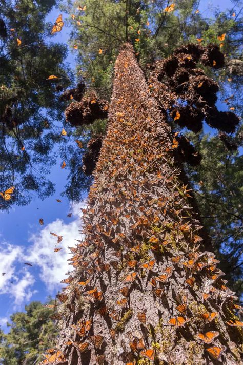 Unusual Trees, Crooked Forest, Rainbow Eucalyptus Tree, Rainbow Eucalyptus, Amazing Trees, Dartmoor National Park, Sycamore Tree, Yucca Plant, Socotra