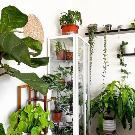 18 IKEA Greenhouse Cabinet DIYs You Should Try Greenhouse Hacks, Cabinet Greenhouse, Ikea Fabrikor, Ikea Greenhouse Cabinet, Greenhouse Cabinet, Ikea Greenhouse, Ikea Plants, Simple Cabinet, Ikea Cabinet