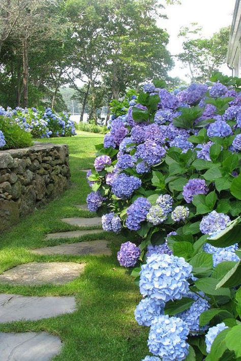 17 Dreamy Hydrangea Gardens That Are Giving Us Major Inspiration Hydrangea Landscaping, Blue Hydrangeas, Hydrangea Garden, Landscape Designs, The Secret Garden, French Garden, Seasonal Garden, Beautiful Backyards, Gorgeous Gardens