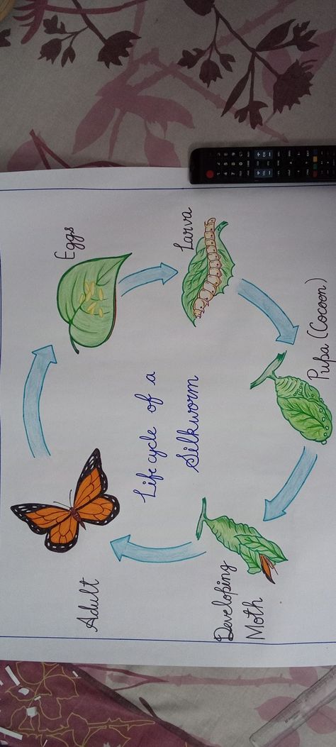 Life cycle of silkworm Life Cycle Of Silkworm Project, Life Cycle Art Projects For Kids, Butterfly Life Cycle Project, Silkworm Life Cycle, Life Cycle Project, Cycle Drawing, Science Drawing, Science Exhibition, Village Drawing