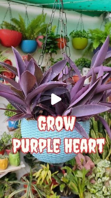 117K views · 3.3K likes | Gorakhpur's Garden on Instagram: "Grow Purple Heart in hanging #gardeningideas #purpuleheart #hangingbasket #gorakhpur_garden #gardening" Purple Heart Plant Indoor, Purple Heart Plant, Heart Plant, Videos Cooking, Growing Indoors, Purple Heart, Hanging Baskets, Hanging Plants, Plant Decor